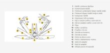 Leatherman multitool Wave Plus (2)