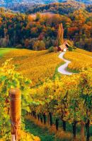 Rough Guides Slovinsko 4 (6)