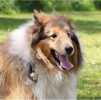 Coghlan´s rolnička na medvědy s karabinou Bear Bell (2)